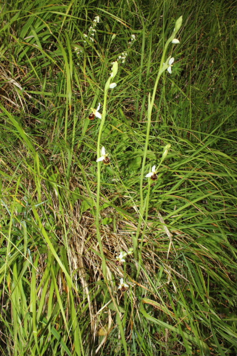 Ophrys tetraloniae / Ofride Tetralonia